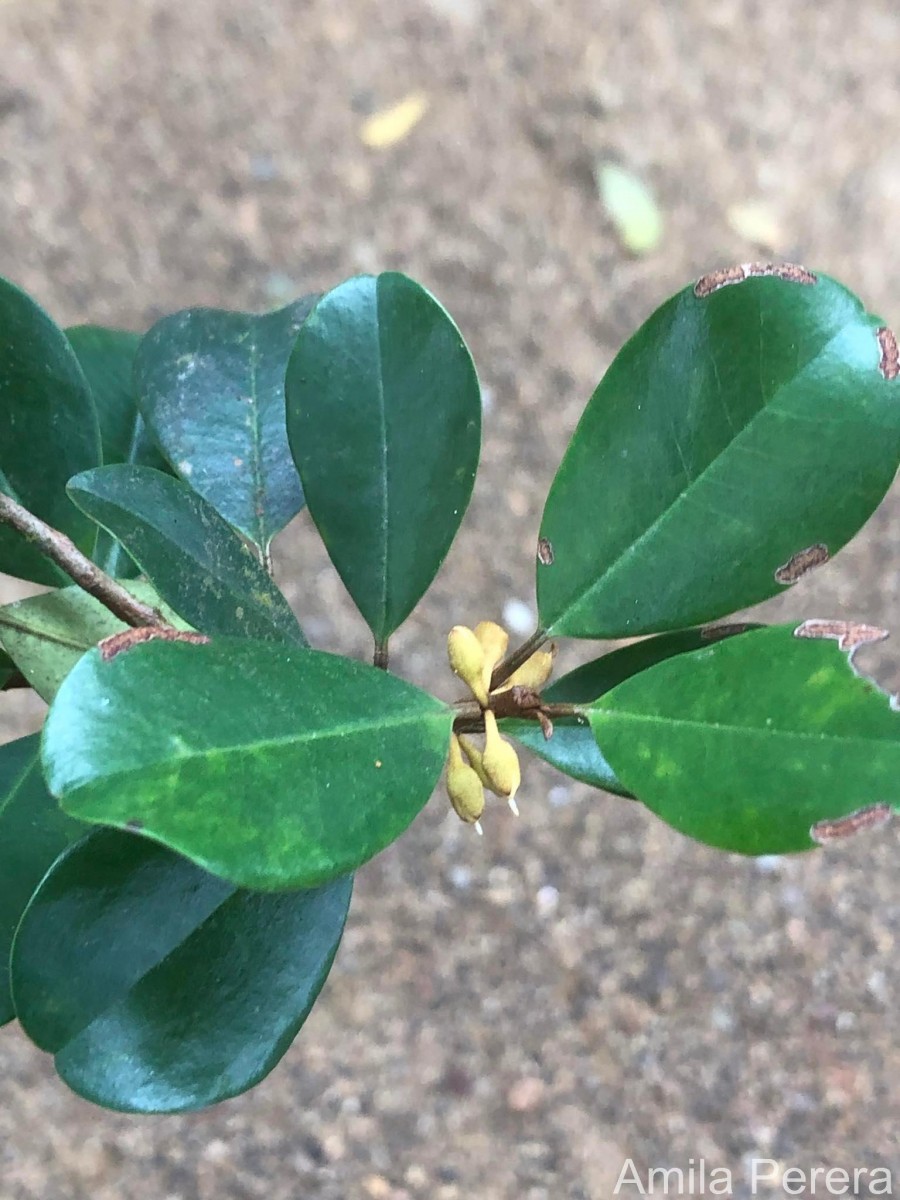 Palaquium zeylanicum Verdc.